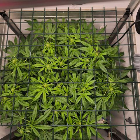 Auto Orange Bud growlog timeline photo