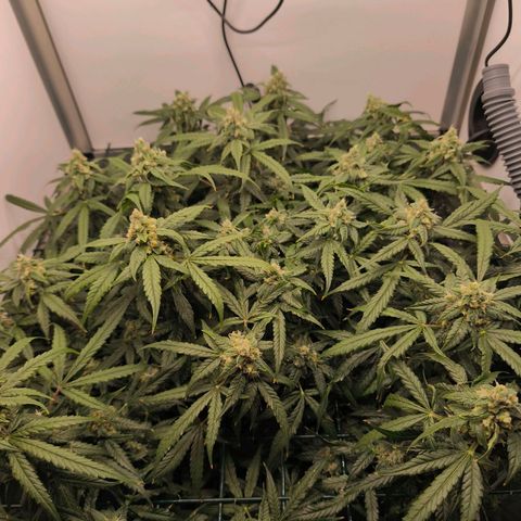 Auto Orange Bud growlog timeline photo
