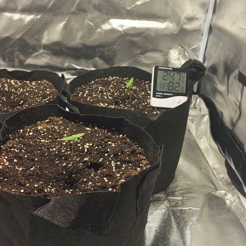 Strawberry Cheesecake automatic growlog photo: Eine Woche seit der samen in der erde ist