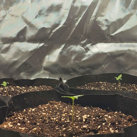Strawberry Cheesecake automatic growlog timeline photo