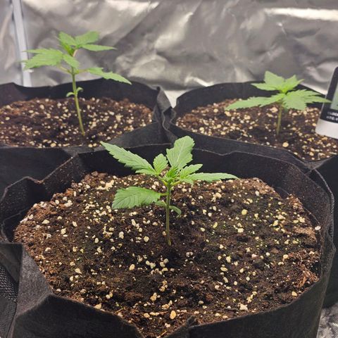 Strawberry Cheesecake automatic growlog photo: 3 woche nach dem einpflanzen