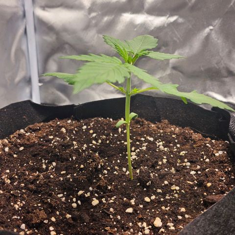 Strawberry Cheesecake automatic growlog photo: 3 woche nach dem einpflanzen