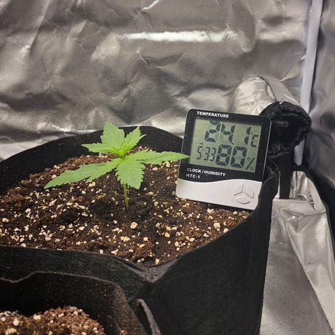 Strawberry Cheesecake automatic growlog photo: 3 woche nach dem einpflanzen