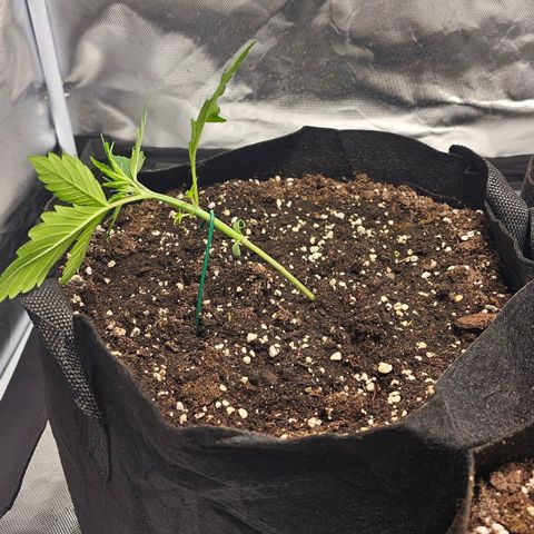 Strawberry Cheesecake automatic growlog photo: Erste pflanze LST draining