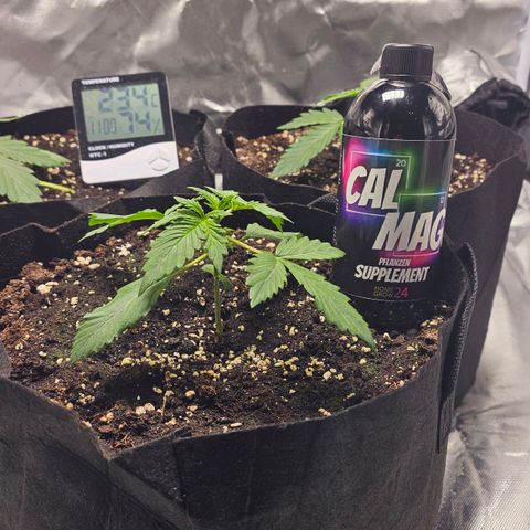 Strawberry Cheesecake automatic growlog photo: CalMag Supplement 