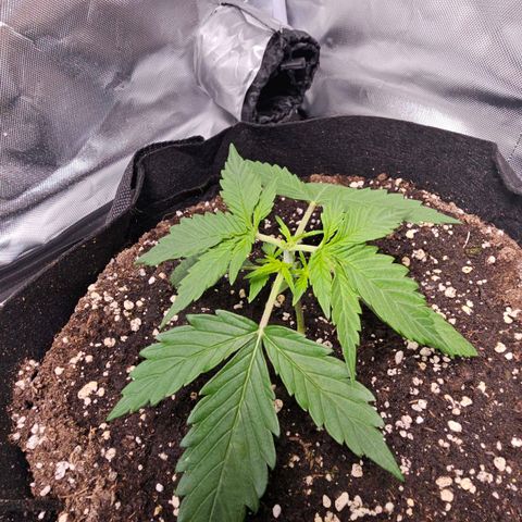 Strawberry Cheesecake automatic growlog photo: Topping