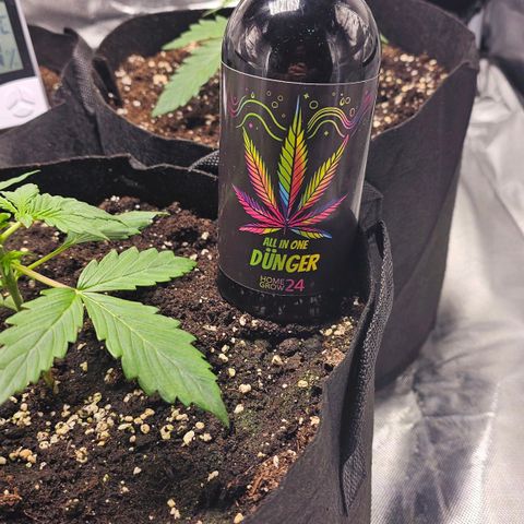 Strawberry Cheesecake automatic growlog photo: All in one Dünger 