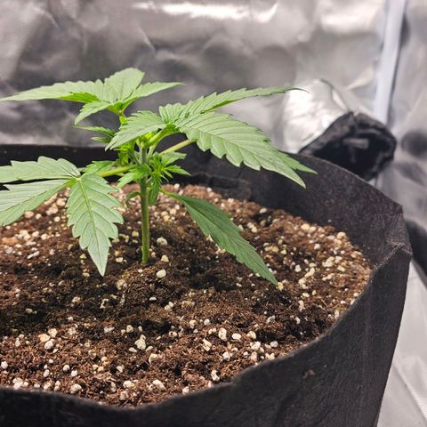 Strawberry Cheesecake automatic growlog timeline photo