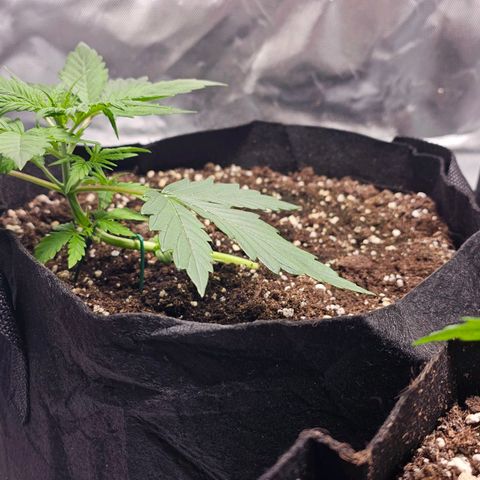 Strawberry Cheesecake automatic growlog timeline photo