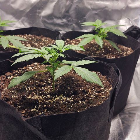 Strawberry Cheesecake automatic growlog timeline photo