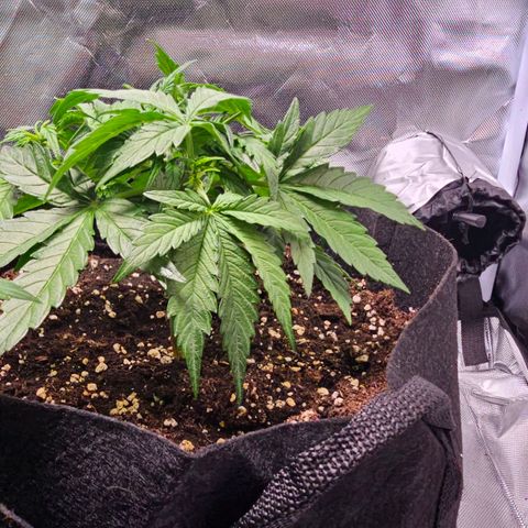 Strawberry Cheesecake automatic growlog timeline photo