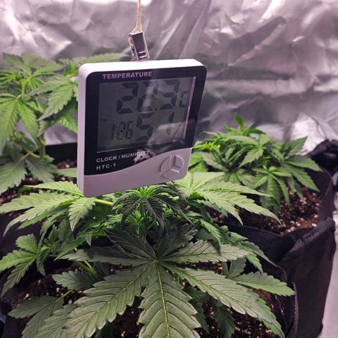 Strawberry Cheesecake automatic growlog timeline photo