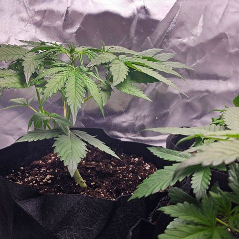 Strawberry Cheesecake automatic growlog timeline photo