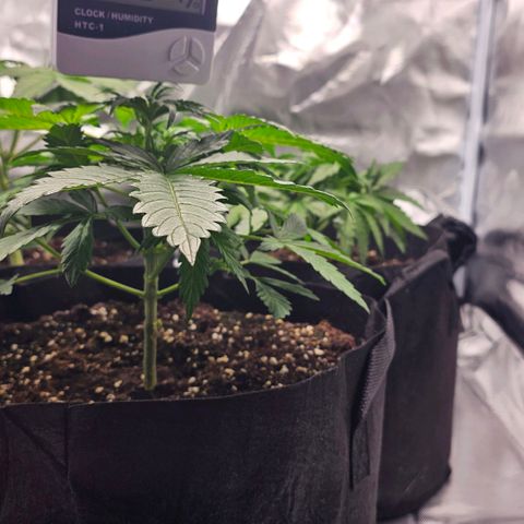 Strawberry Cheesecake automatic growlog timeline photo