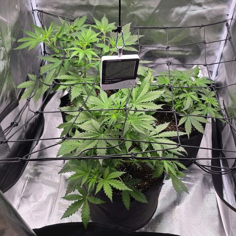 Strawberry Cheesecake automatic growlog timeline photo