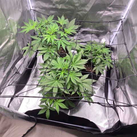 Strawberry Cheesecake automatic growlog timeline photo