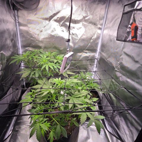 Strawberry Cheesecake automatic growlog timeline photo
