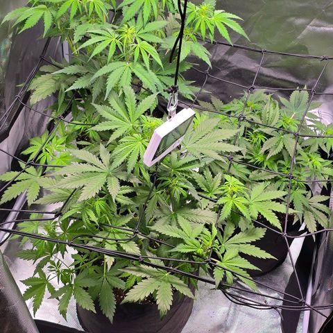 Strawberry Cheesecake automatic growlog timeline photo