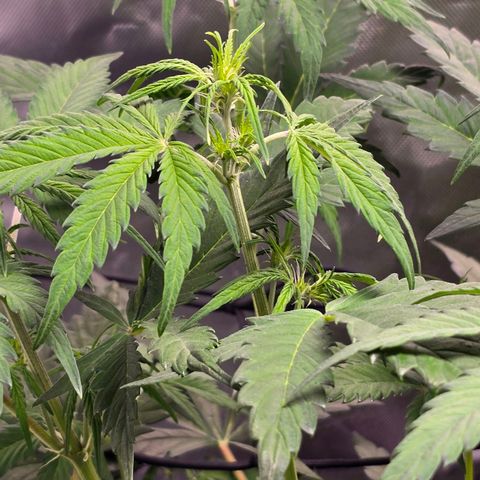 Strawberry Cheesecake automatic growlog timeline photo