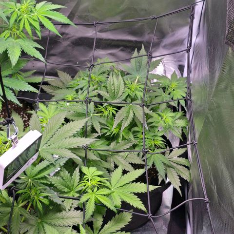 Strawberry Cheesecake automatic growlog timeline photo
