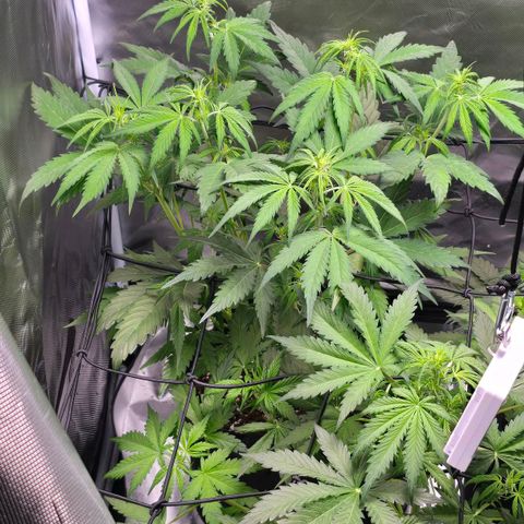 Strawberry Cheesecake automatic growlog timeline photo