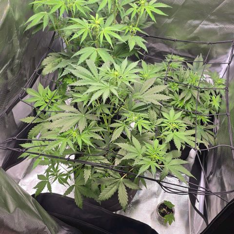 Strawberry Cheesecake automatic growlog timeline photo