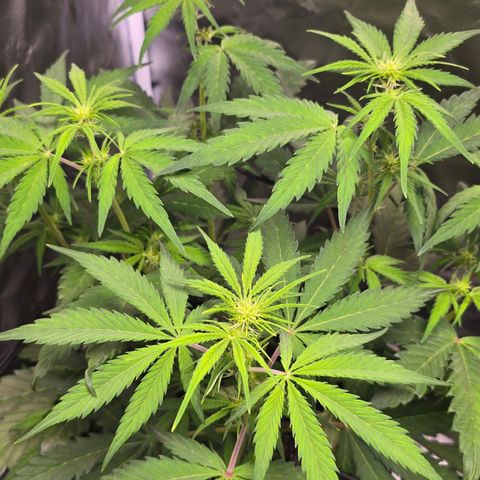 Strawberry Cheesecake automatic growlog timeline photo