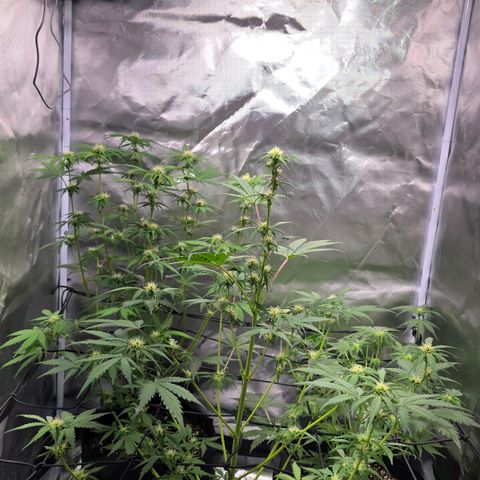 Strawberry Cheesecake automatic growlog timeline photo
