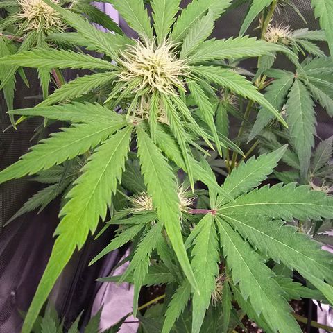 Strawberry Cheesecake automatic growlog timeline photo