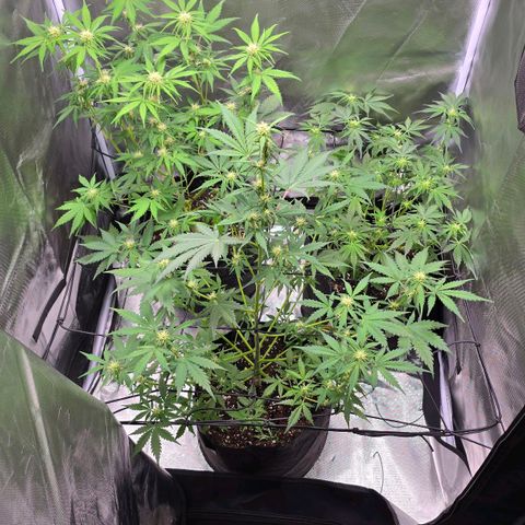 Strawberry Cheesecake automatic growlog timeline photo