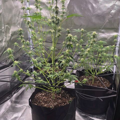 Strawberry Cheesecake automatic growlog timeline photo