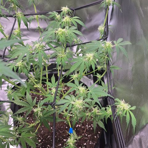 Strawberry Cheesecake automatic growlog timeline photo