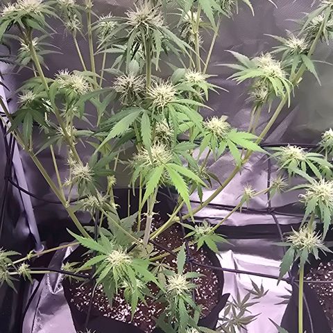 Strawberry Cheesecake automatic growlog timeline photo