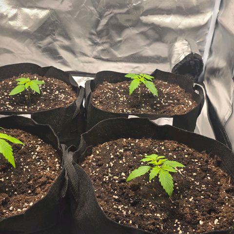 Gorilla Skittlez,- Pineaple Express growlog timeline photo