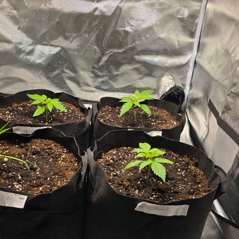 Gorilla Skittlez,- Pineaple Express growlog timeline photo