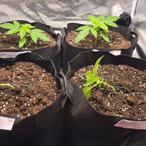 Gorilla Skittlez,- Pineaple Express growlog timeline photo