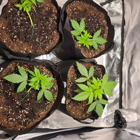 Gorilla Skittlez,- Pineaple Express growlog timeline photo