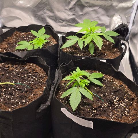 Gorilla Skittlez,- Pineaple Express growlog timeline photo