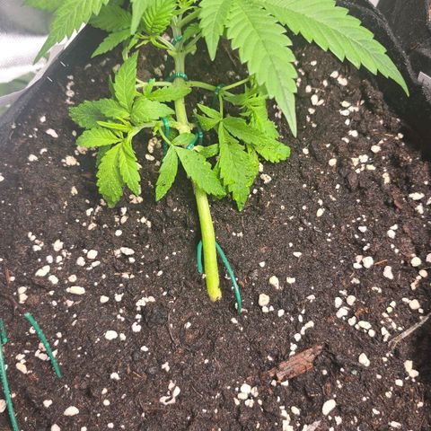Gorilla Skittlez,- Pineaple Express growlog timeline photo
