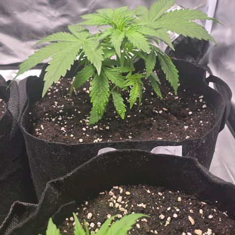 Gorilla Skittlez,- Pineaple Express growlog timeline photo