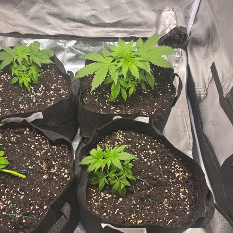 Gorilla Skittlez,- Pineaple Express growlog timeline photo