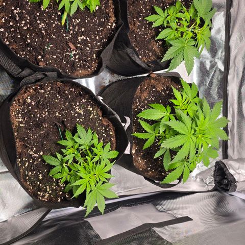Gorilla Skittlez,- Pineaple Express growlog timeline photo