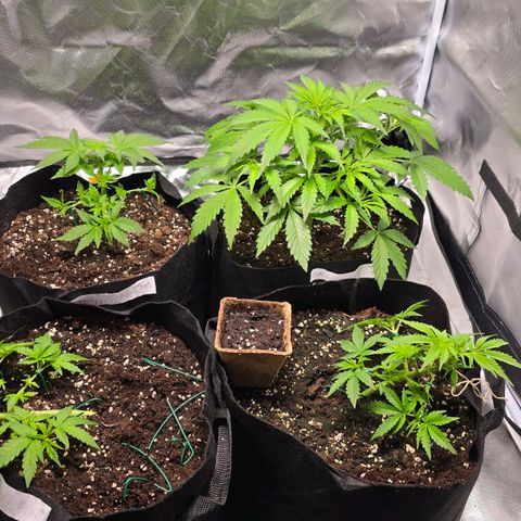 Gorilla Skittlez,- Pineaple Express growlog timeline photo