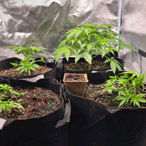 Gorilla Skittlez,- Pineaple Express growlog timeline photo