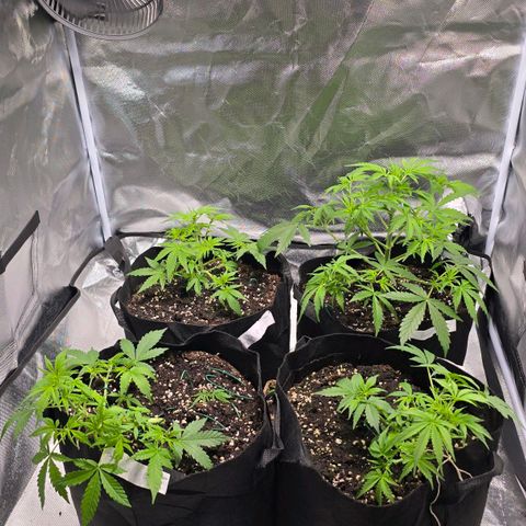 Gorilla Skittlez,- Pineaple Express growlog timeline photo