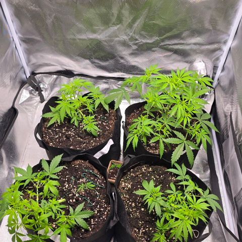 Gorilla Skittlez,- Pineaple Express growlog timeline photo