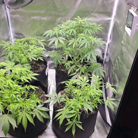 Gorilla Skittlez,- Pineaple Express growlog timeline photo