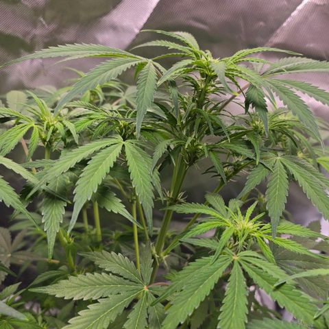 Gorilla Skittlez,- Pineaple Express growlog timeline photo