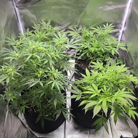 Gorilla Skittlez,- Pineaple Express growlog timeline photo