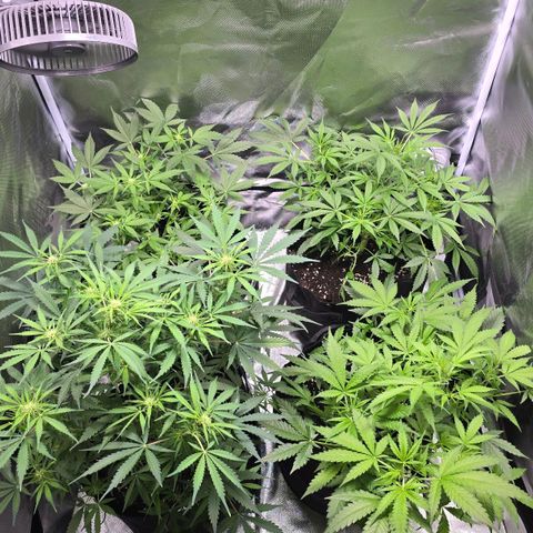 Gorilla Skittlez,- Pineaple Express growlog timeline photo